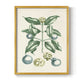 Buchoz Tropicals VII - Restickable Framed Art Print