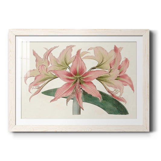 Amaryllis Varietals I-Premium Framed Print - Ready to Hang