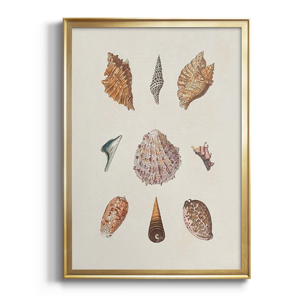 Knorr Shells & Coral VI - Modern Framed Canvas Print