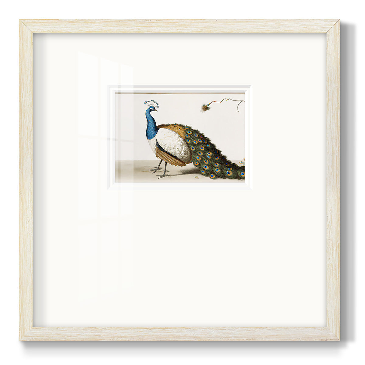 Standing Peacock Premium Framed Print Double Matboard