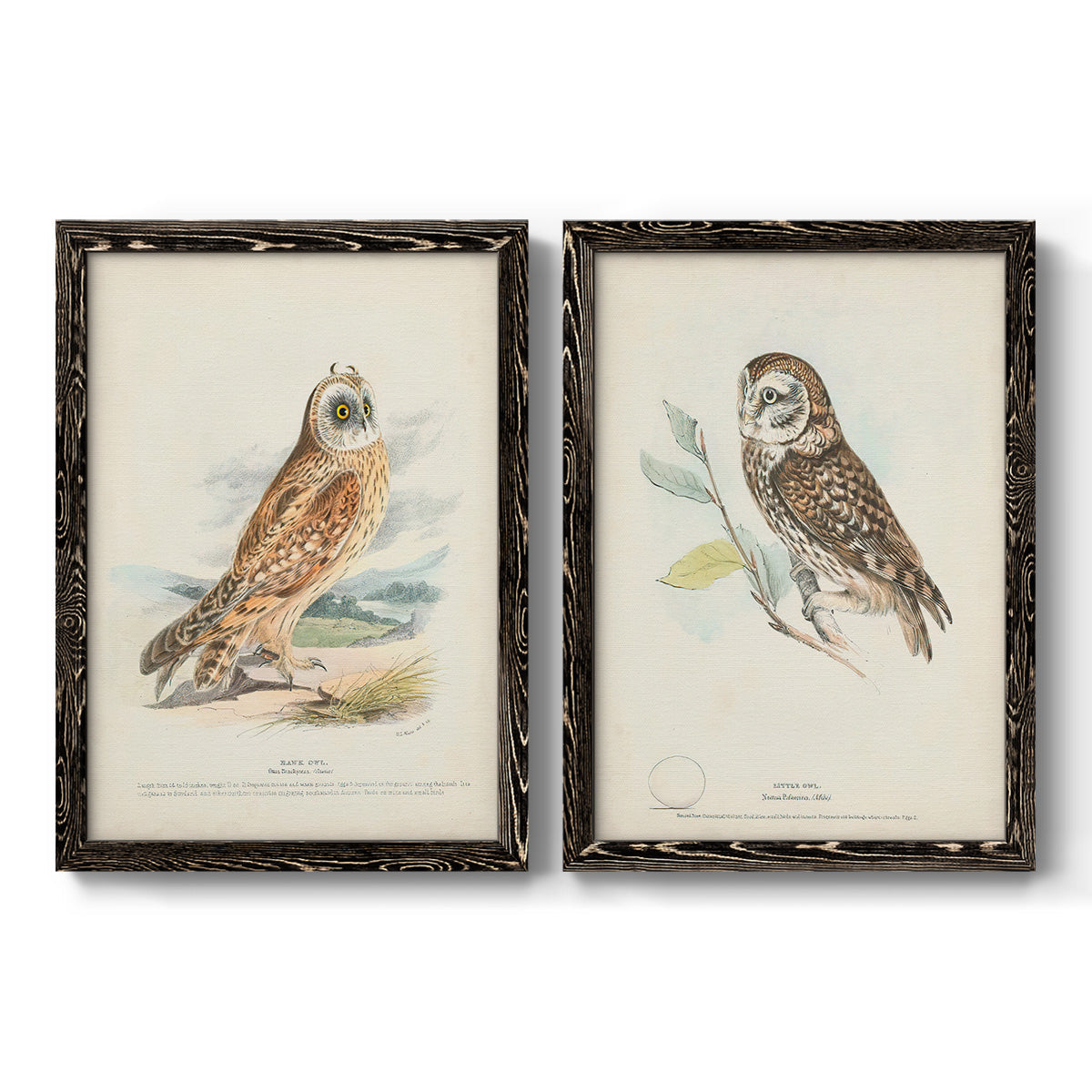 Hawk Owl - Premium Framed Canvas 2 Piece Set - Ready to Hang