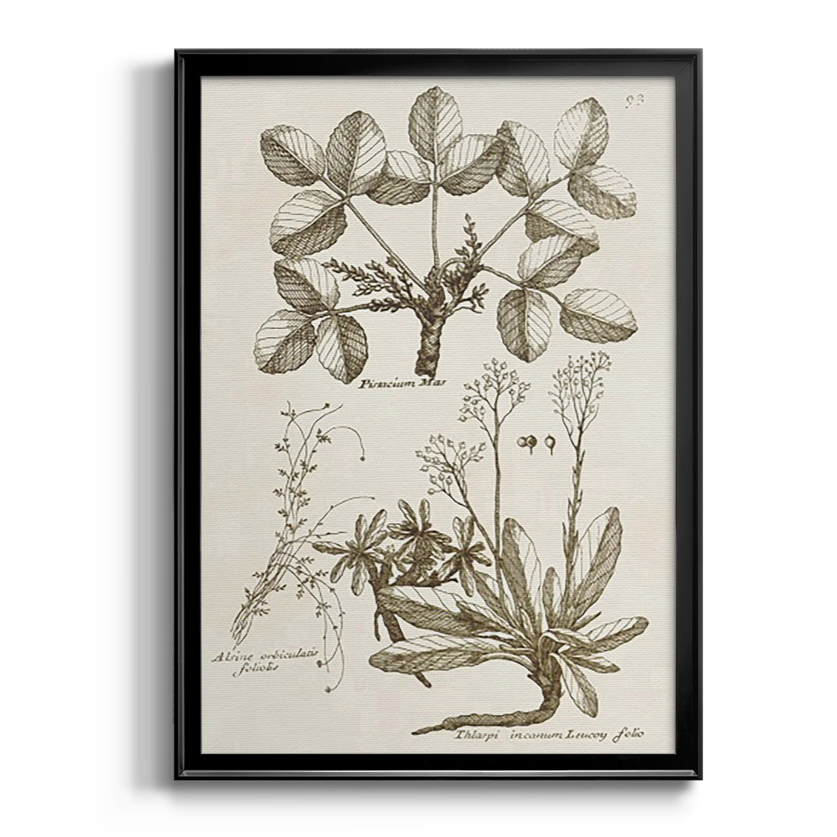 Sepia Botanical Journal VI - Modern Framed Canvas Print