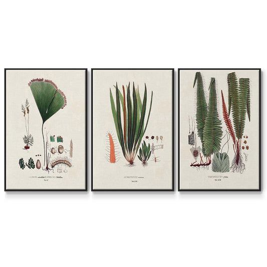 Botanical Society Ferns IV - Framed Premium Gallery Wrapped Canvas L Frame 3 Piece Set - Ready to Hang