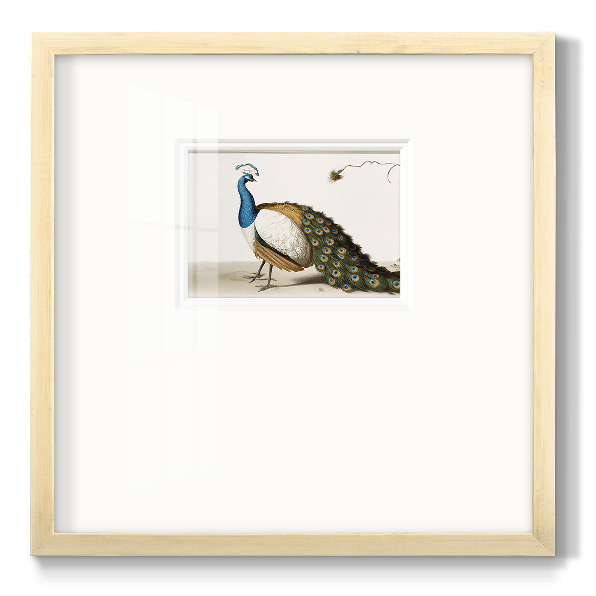 Standing Peacock - Double Matboard Framed Print