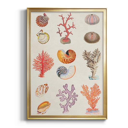 Coral & Shell Collage I -  Framed Canvas Print