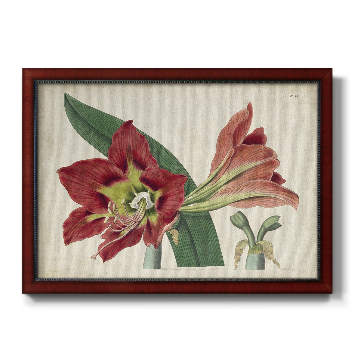 Amaryllis Splendor I Premium Framed Canvas- Ready to Hang