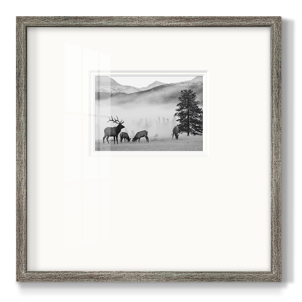 Mountain Elk Premium Framed Print Double Matboard