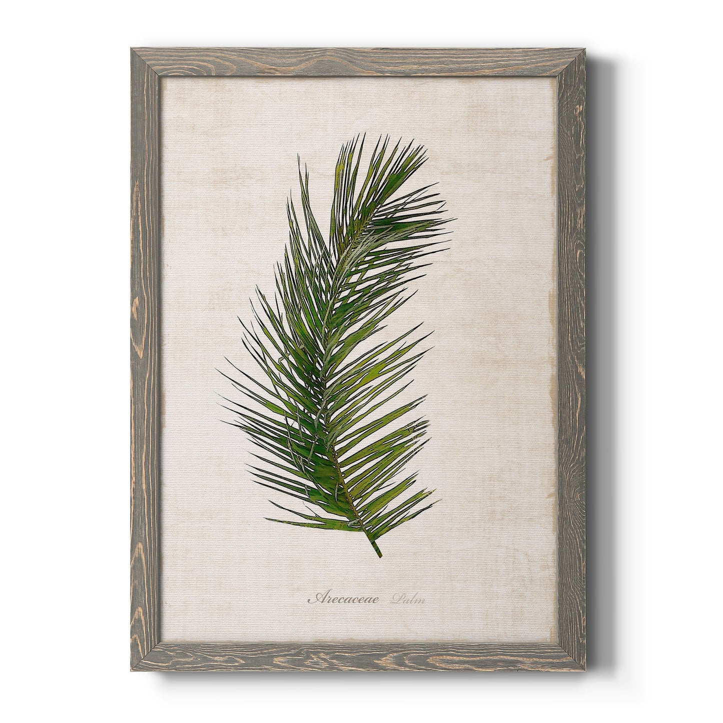 Palm Botanical II - Barnwood Framed Canvas Print