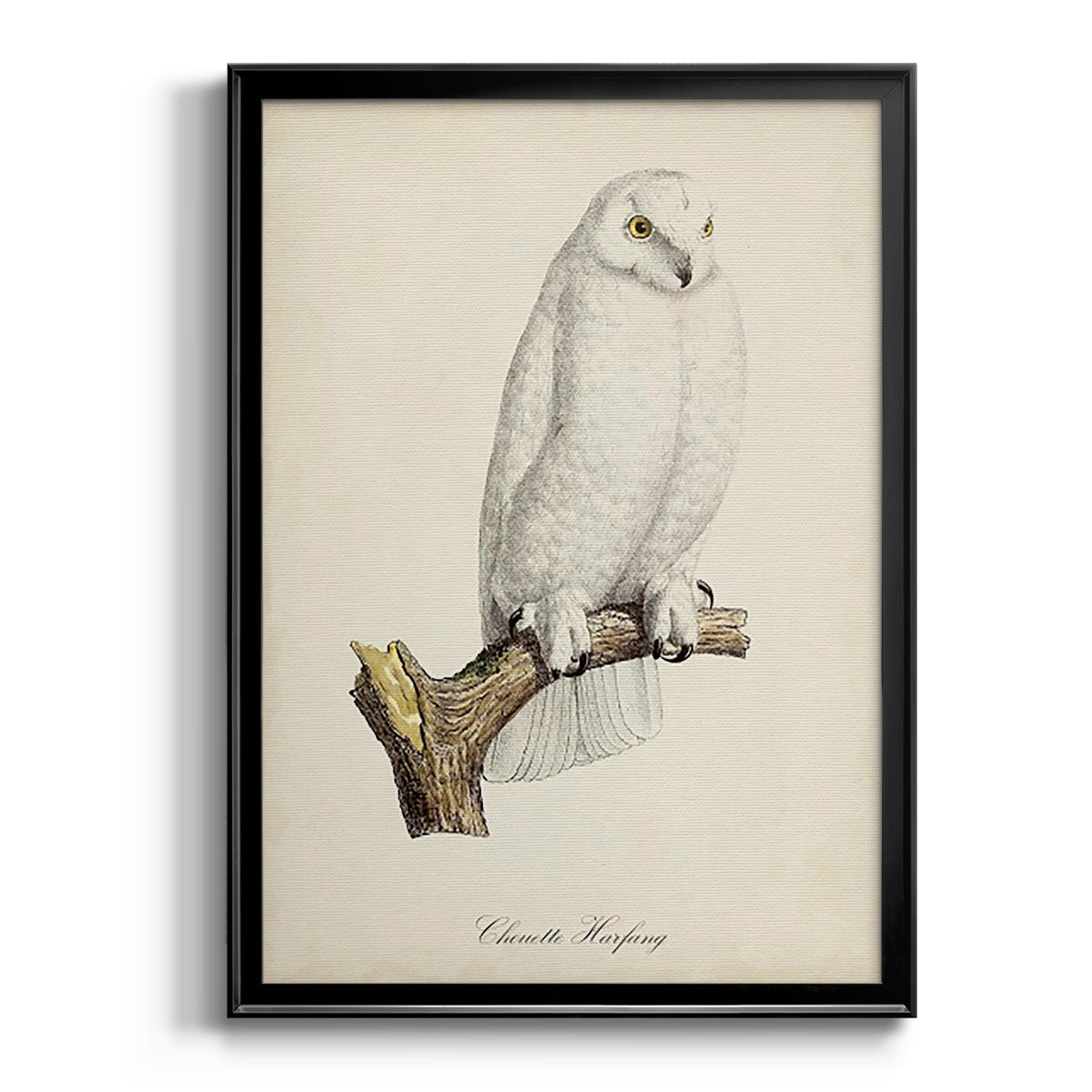 French Owls IV - Modern Framed Canvas Print