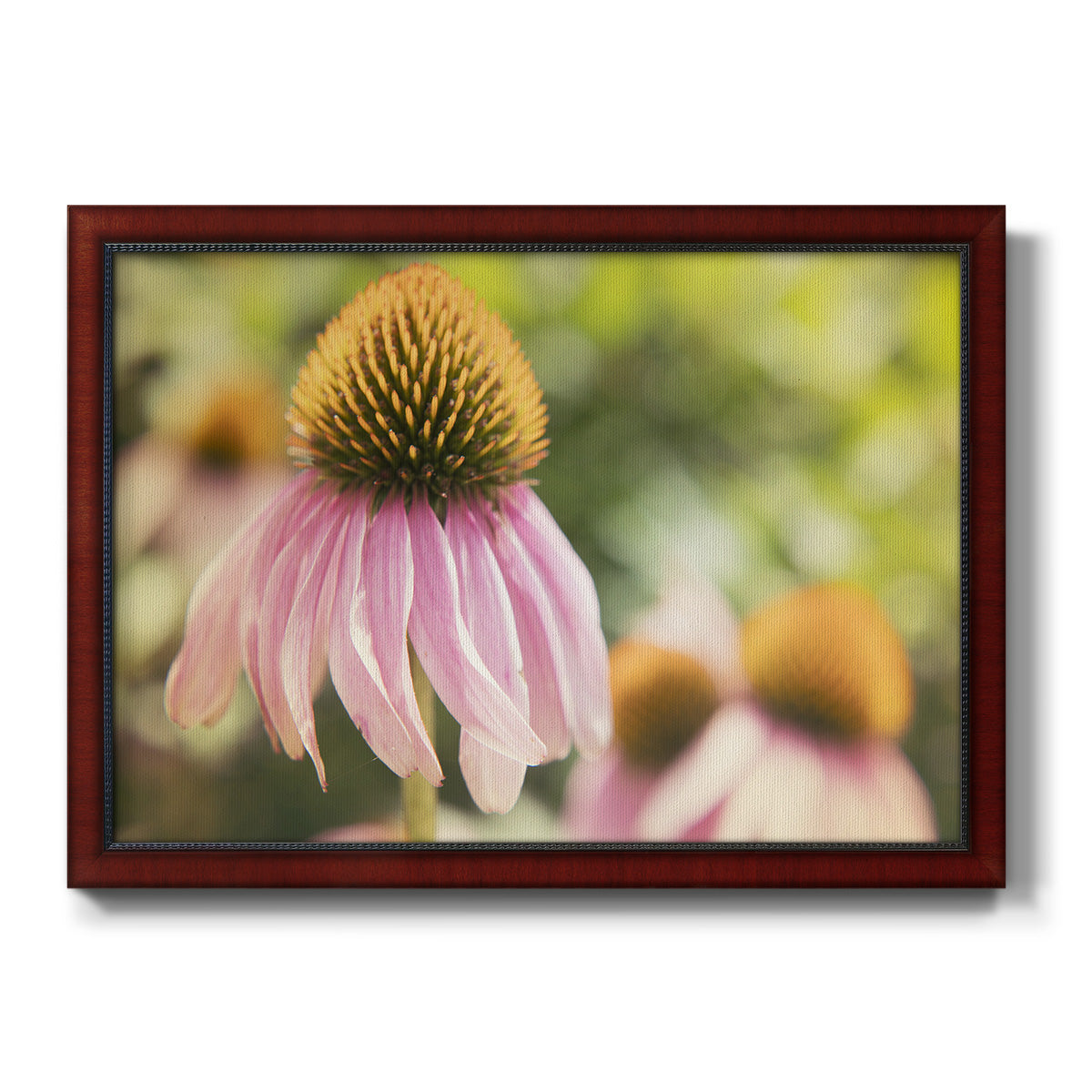 Echinacea Study II Premium Framed Canvas- Ready to Hang