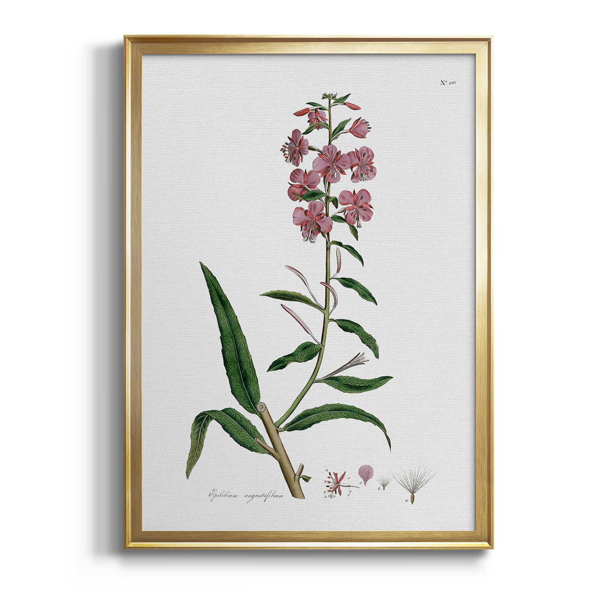 Rose Botanical I - Modern Framed Canvas Print