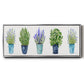 Herbs In A Row - Floater Framed Canvas Print