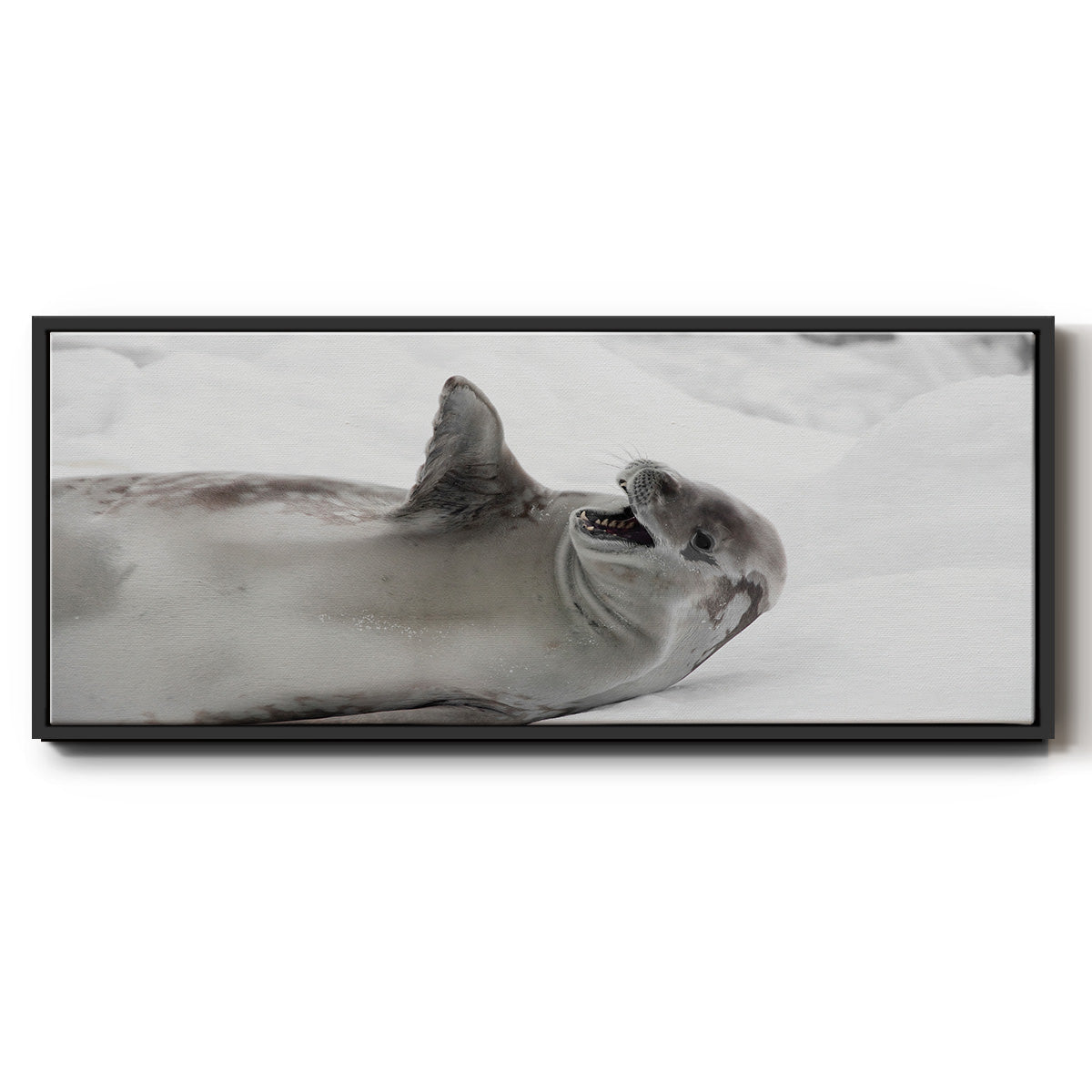 Laughing Seal - Floater Framed Canvas Print