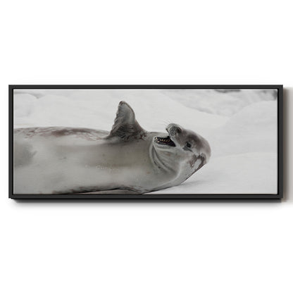 Laughing Seal - Floater Framed Canvas Print