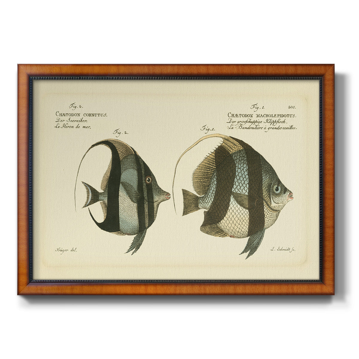 Bloch Antique Fish I Premium Framed Canvas- Ready to Hang