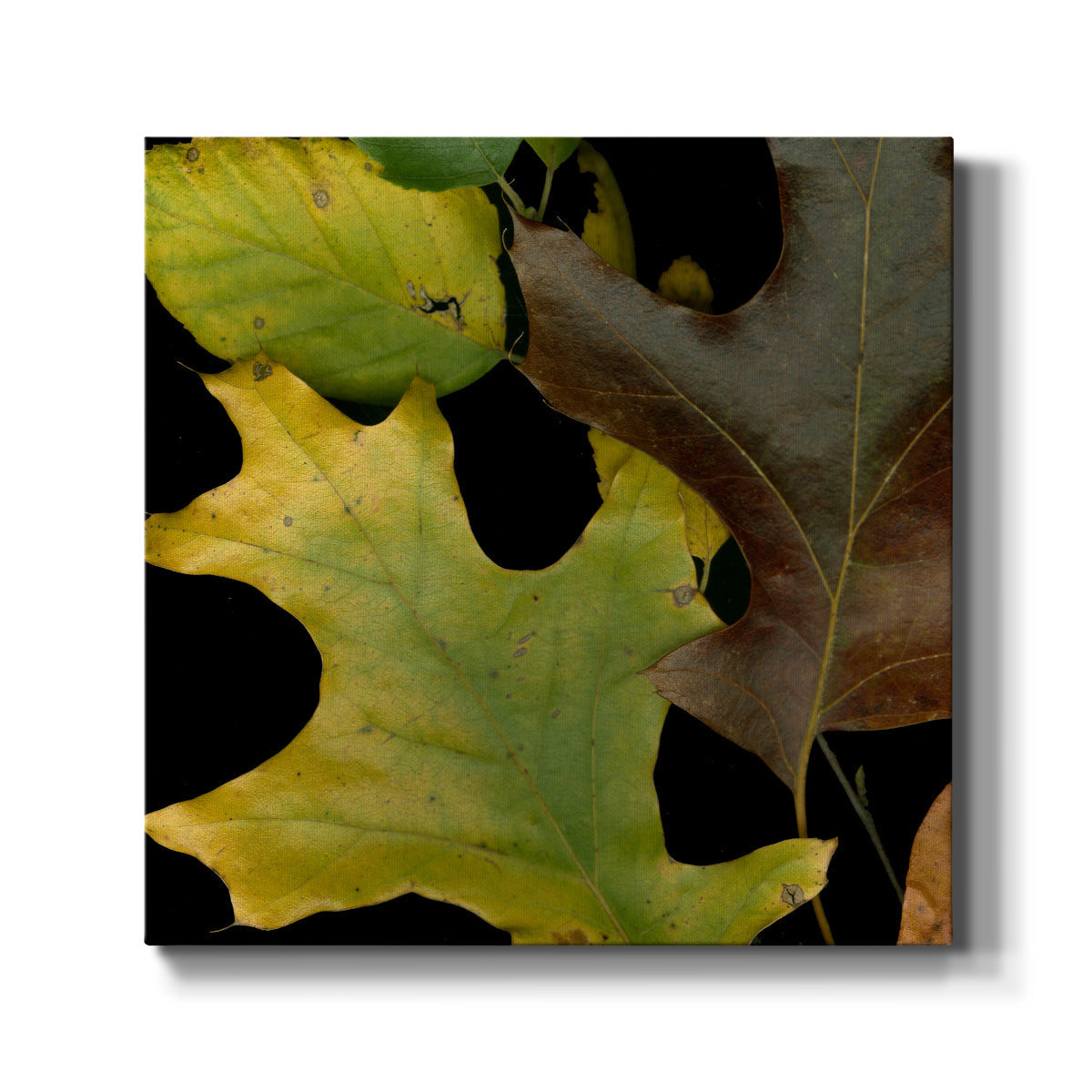 Small Vivid Leaves II (ST) - Canvas Art Print