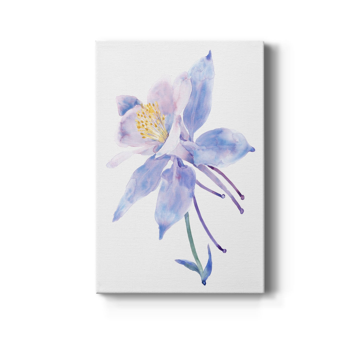 Columbine Bloom II Premium Gallery Wrapped Canvas - Ready to Hang