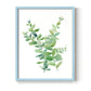 Eucalyptus III - Restickable Framed Art Print