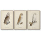 French Owls IV - Floater Framed Canvas Set
