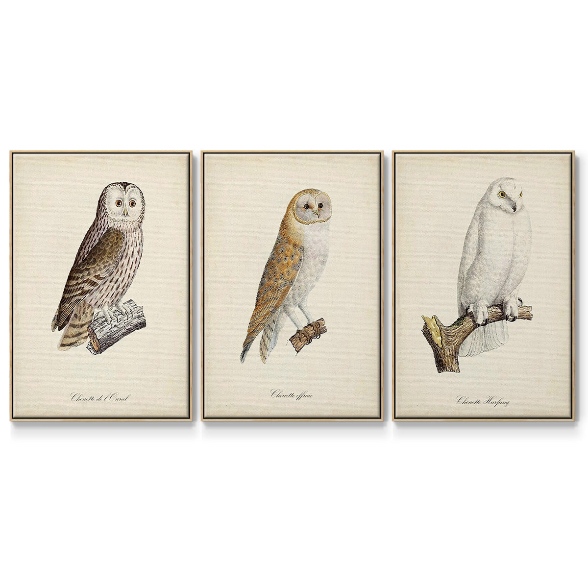 French Owls IV - Floater Framed Canvas Set