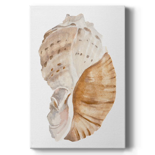 Seashell I Premium Gallery Wrapped Canvas - Ready to Hang