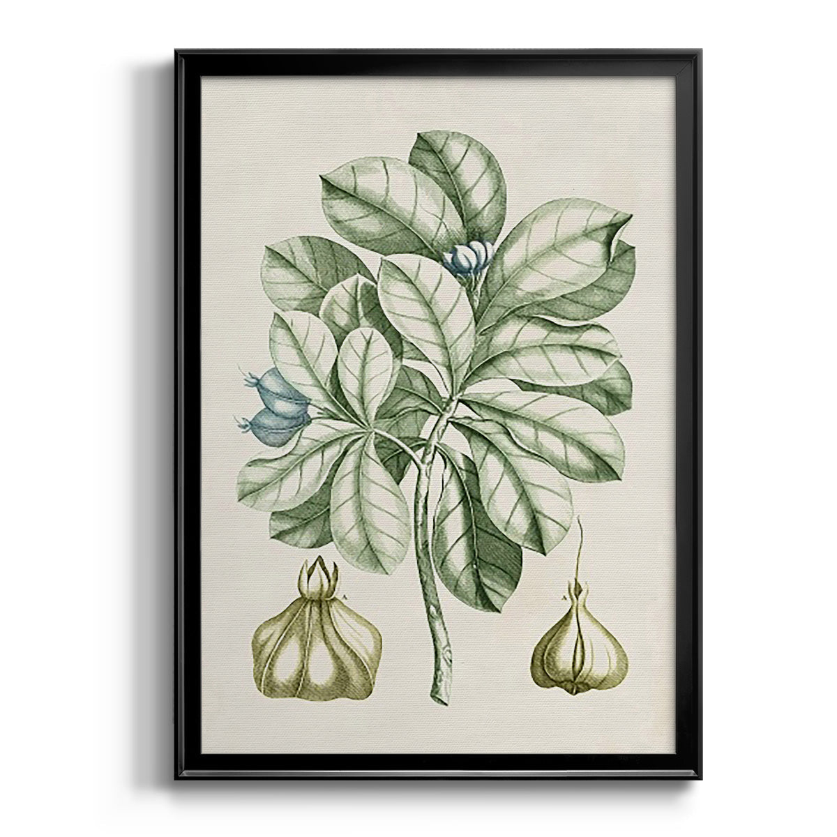 Buchoz Tropicals IX - Modern Framed Canvas Print