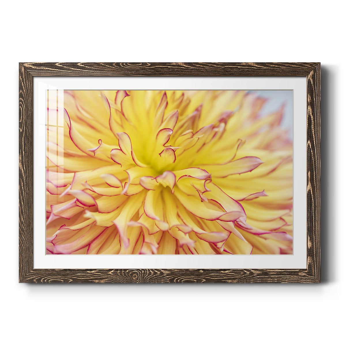 Blooms III - Barnwood Framed Art Print