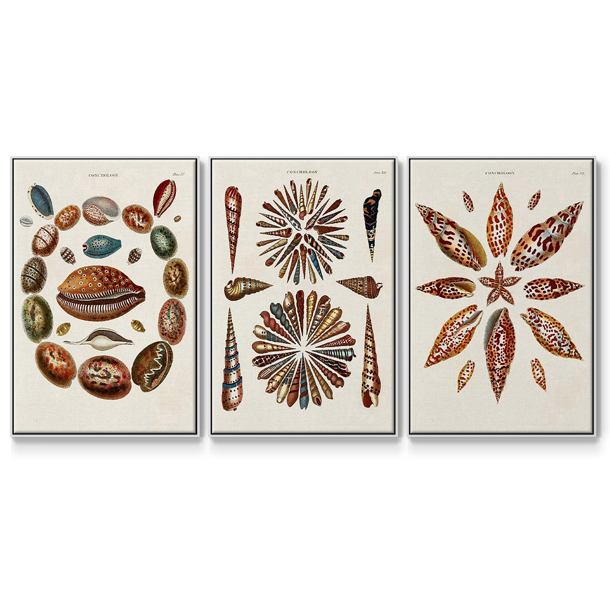 Spiral Shell Formation I - Floater Framed Canvas Set