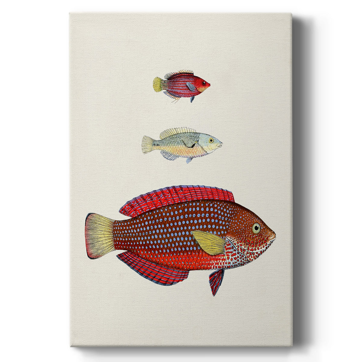 Colorful Tropical Fish II Premium Gallery Wrapped Canvas - Ready to Hang