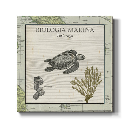 Biologia Marina IV - Canvas Art Print