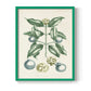 Buchoz Tropicals VII - Restickable Framed Art Print