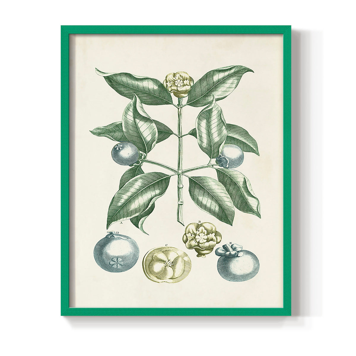 Buchoz Tropicals VII - Restickable Framed Art Print