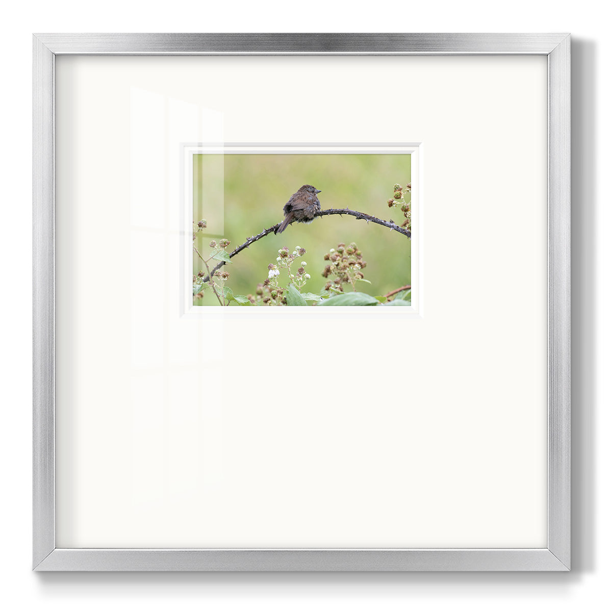 Resting Sparrow Premium Framed Print Double Matboard