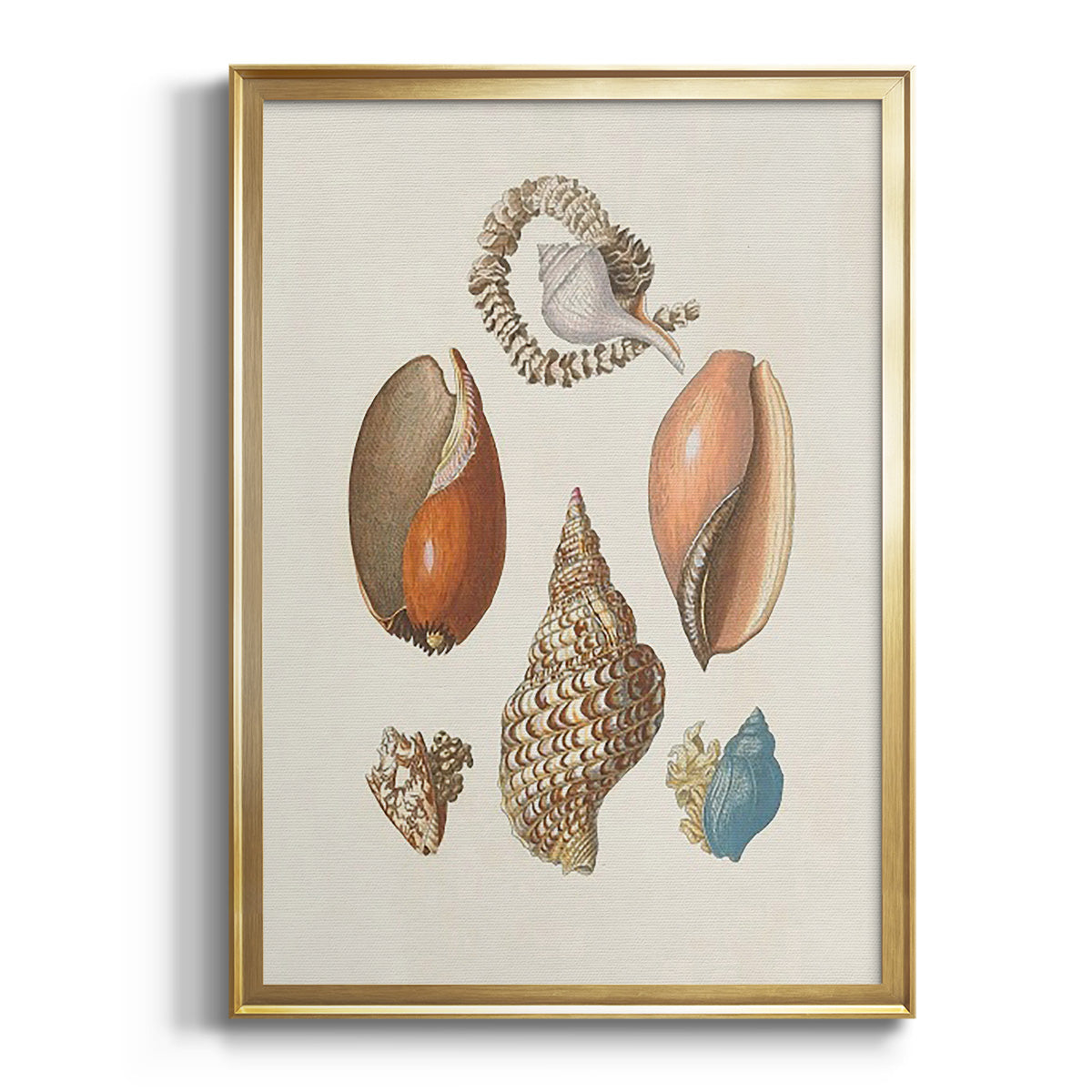 Knorr Shells & Coral I - Modern Framed Canvas Print