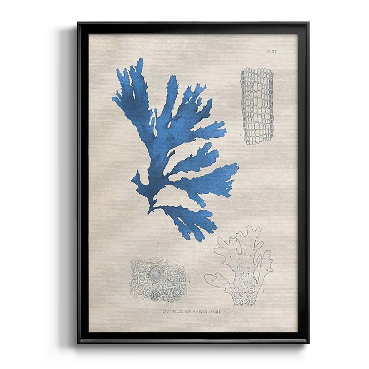 Blue Marine Algae VIII - Modern Framed Canvas Print