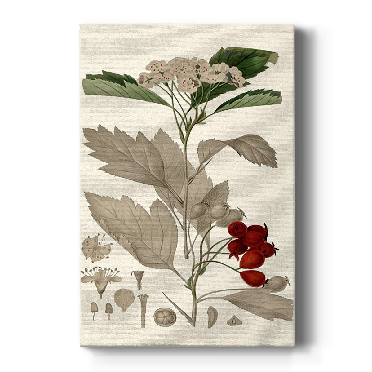 Leaves & Berries I - Canvas Art Print