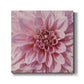 Wall Flower VII-Premium Gallery Wrapped Canvas - Ready to Hang