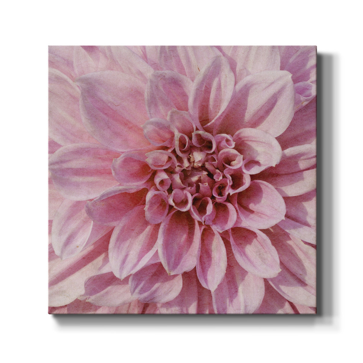 Wall Flower VII-Premium Gallery Wrapped Canvas - Ready to Hang