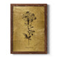 Gold Sketch Botanical II - Barnwood Framed Canvas Print