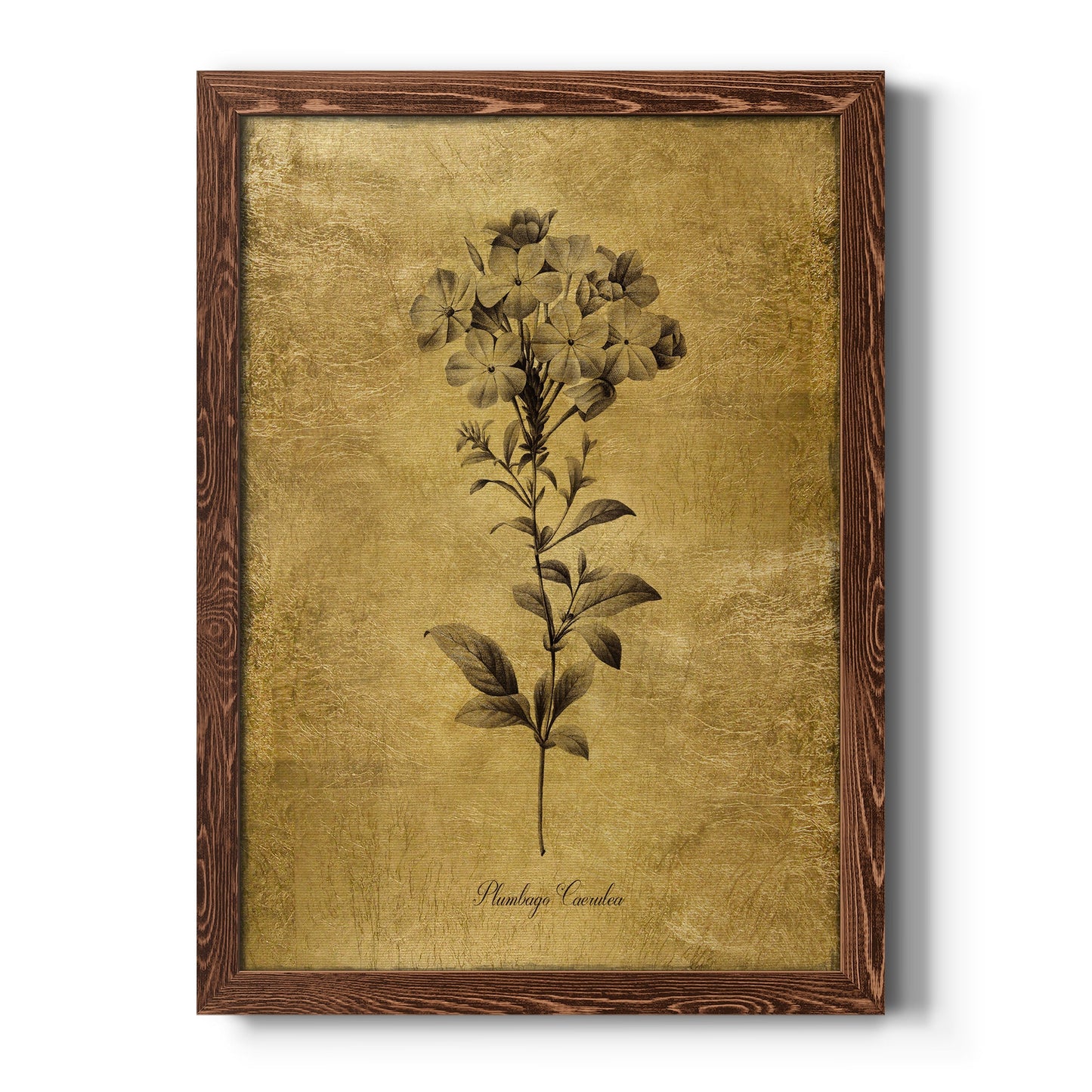 Gold Sketch Botanical II - Barnwood Framed Canvas Print