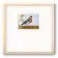Golden Finch - Double Matboard Framed Print