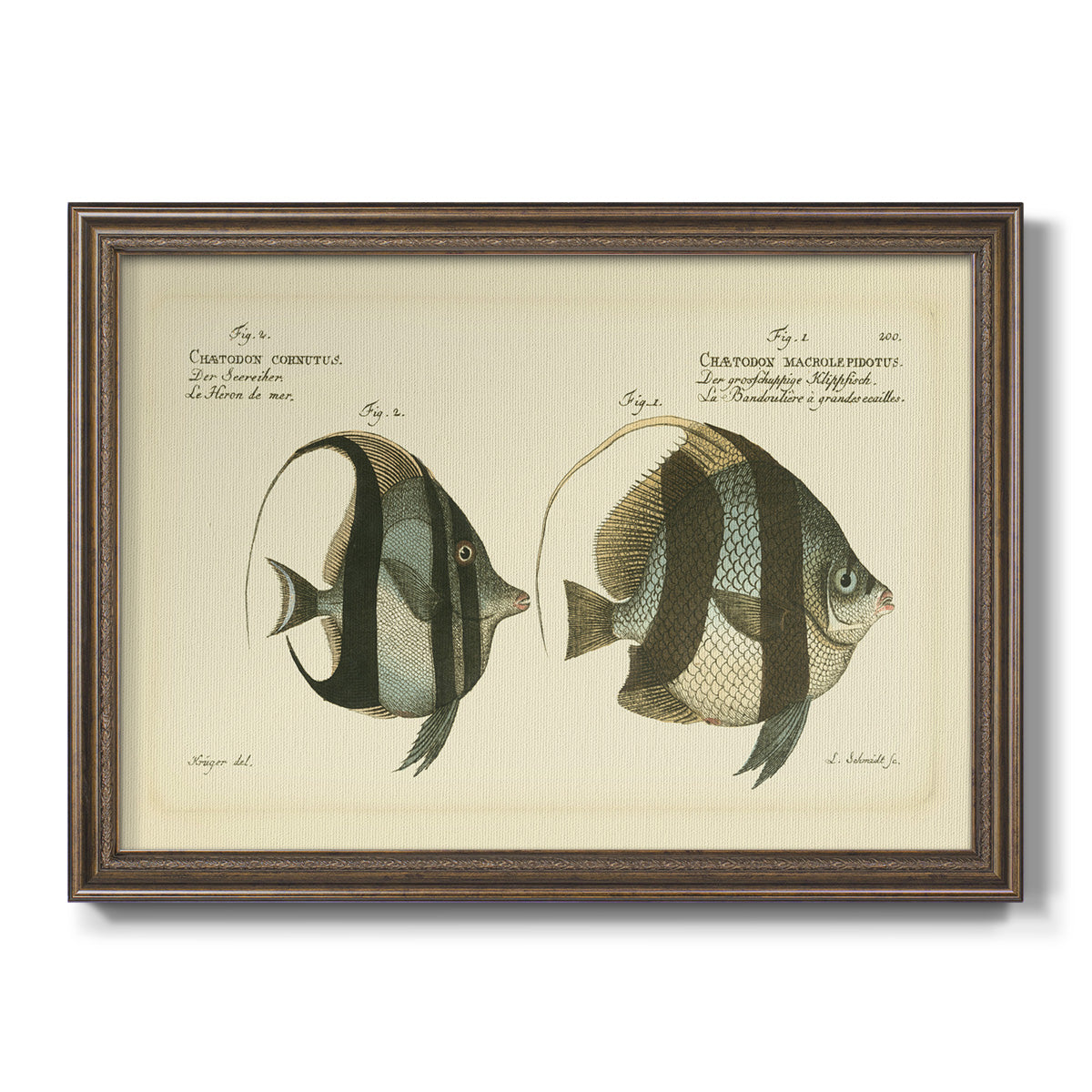 Bloch Antique Fish I Premium Framed Canvas- Ready to Hang