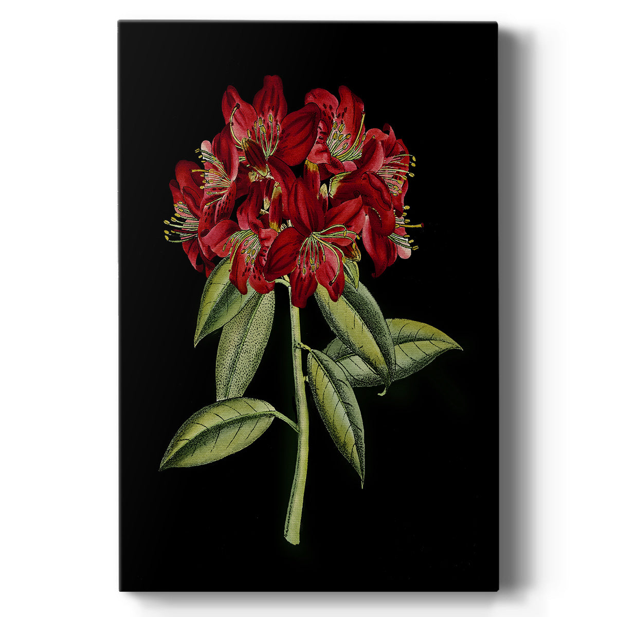 Crimson Flowers on Black (A) II Premium Gallery Wrapped Canvas - Ready to Hang