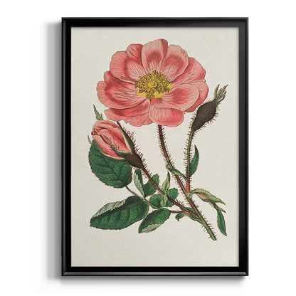 Pink Floral Mix IX - Modern Framed Canvas Print