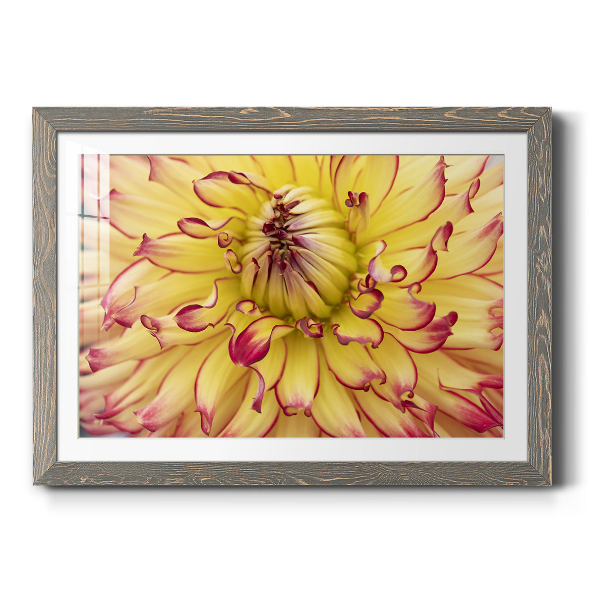 Blooms II - Barnwood Framed Art Print
