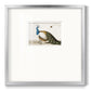 Standing Peacock Premium Framed Print Double Matboard