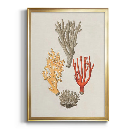 Knorr Shells & Coral IV - Modern Framed Canvas Print