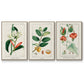 Turpin Tropical Botanicals IV - Framed Premium Gallery Wrapped Canvas L Frame 3 Piece Set - Ready to Hang