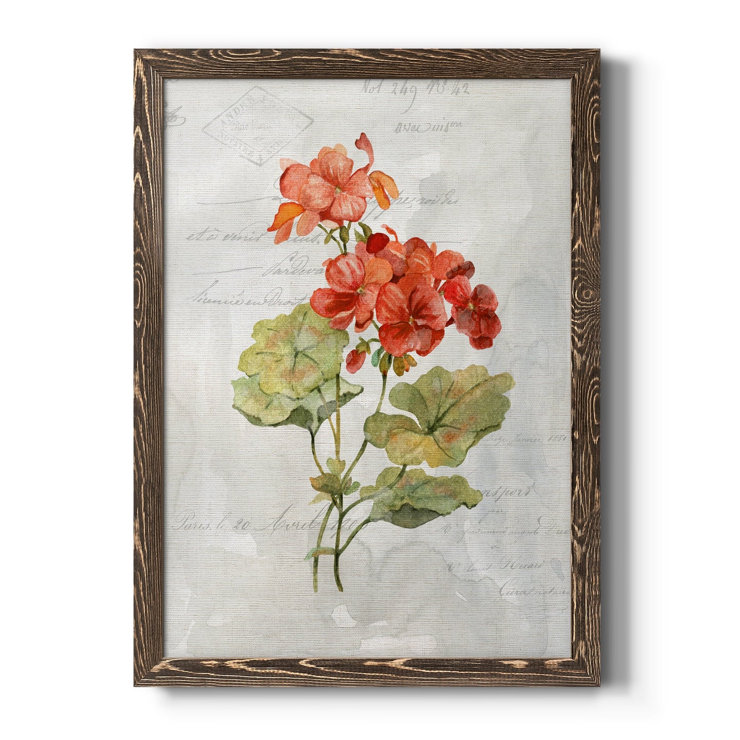 Linen Geranium - Barnwood Framed Canvas Print