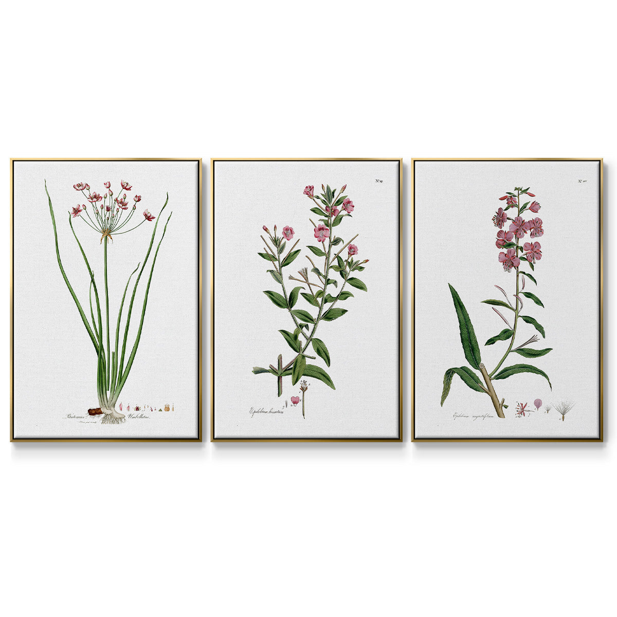 Rose Botanical I - Framed Premium Gallery Wrapped Canvas L Frame 3 Piece Set - Ready to Hang